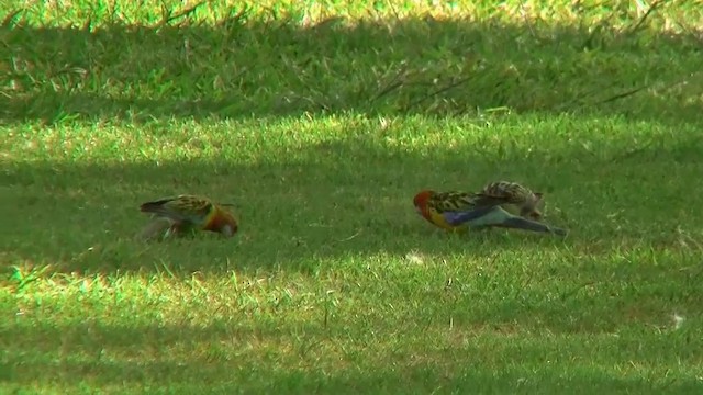 Eastern Rosella - ML200897901