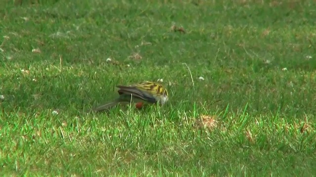 Eastern Rosella - ML200897911