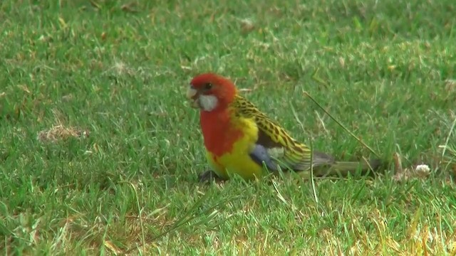 Eastern Rosella - ML200897921