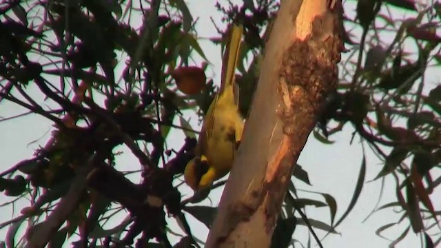 gulduskhonningeter (melanops/meltoni) - ML200897981