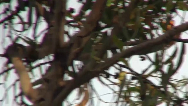 gulduskhonningeter (melanops/meltoni) - ML200897991