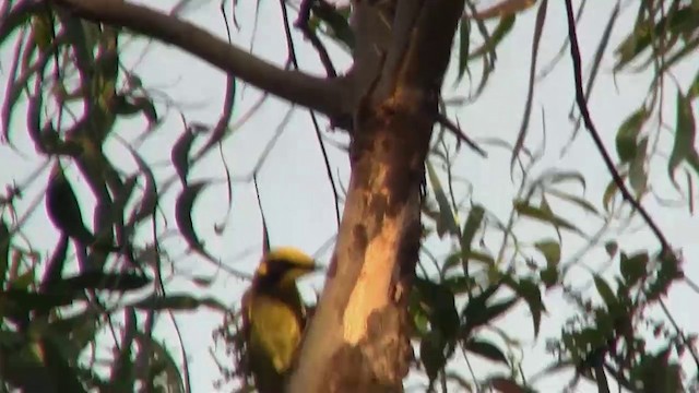 gulduskhonningeter (melanops/meltoni) - ML200898001