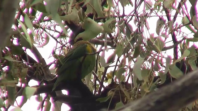 Musk Lorikeet - ML200898021