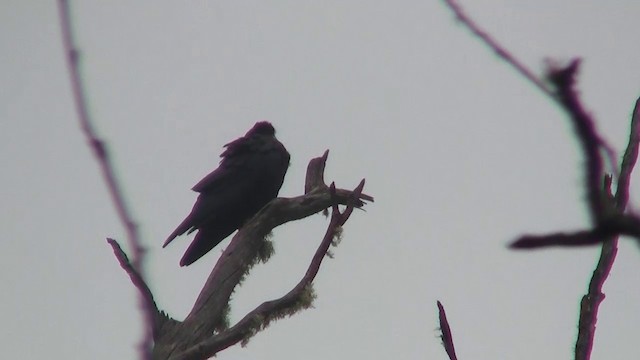 Тасманийский ворон - ML200898031