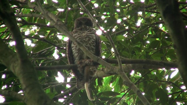 Powerful Owl - ML200898061