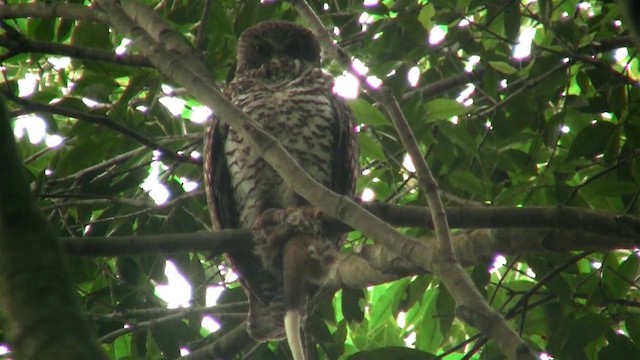 Powerful Owl - ML200898071