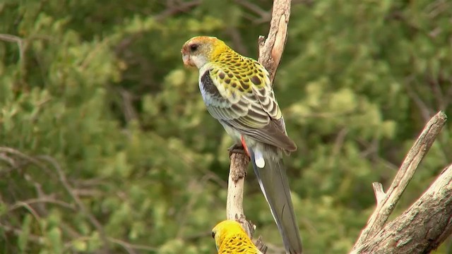 ホオアオサメクサインコ - ML200898081