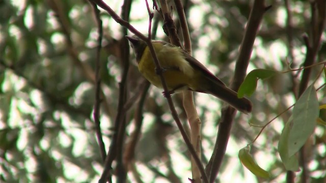 Eastern Shrike-tit - ML200898111