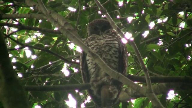 Powerful Owl - ML200898151