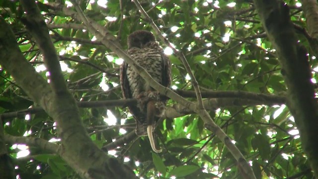 Powerful Owl - ML200898251