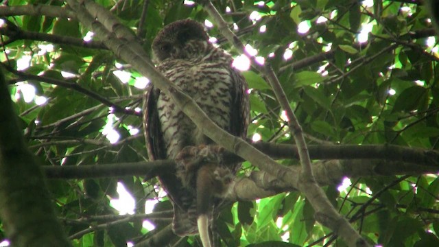 Powerful Owl - ML200898261