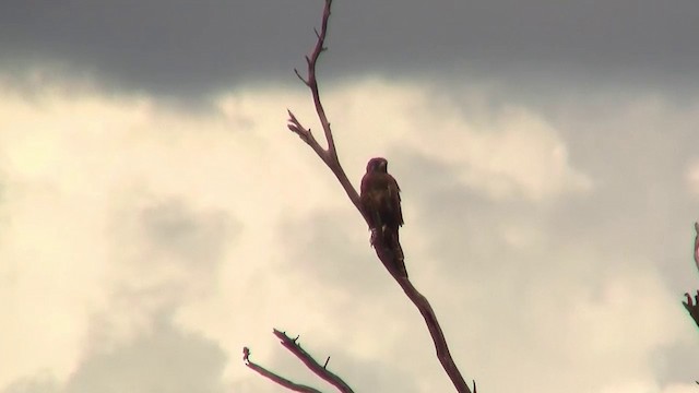 Brown Falcon - ML200898271