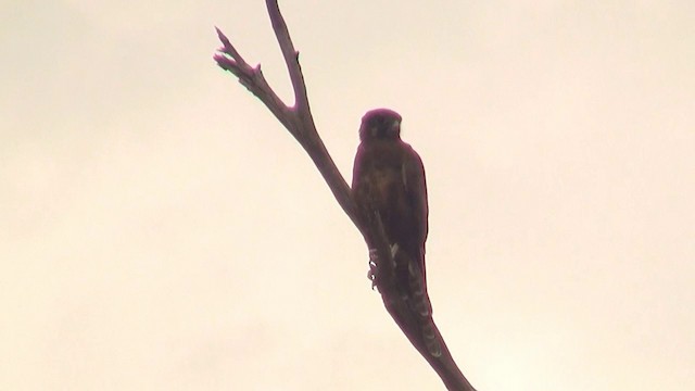 Brown Falcon - ML200898281