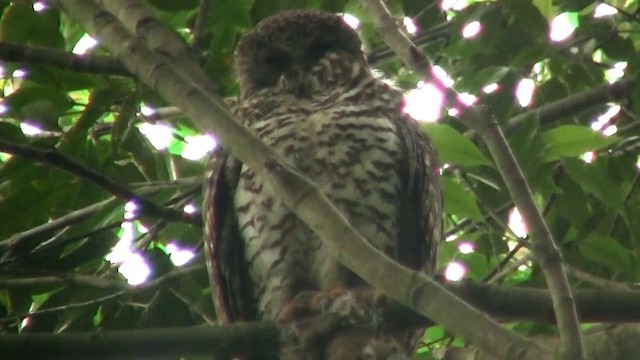 Powerful Owl - ML200898361