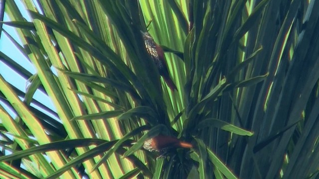 Berlepschia des palmiers - ML200898391