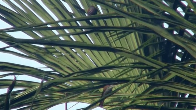Berlepschia des palmiers - ML200898441