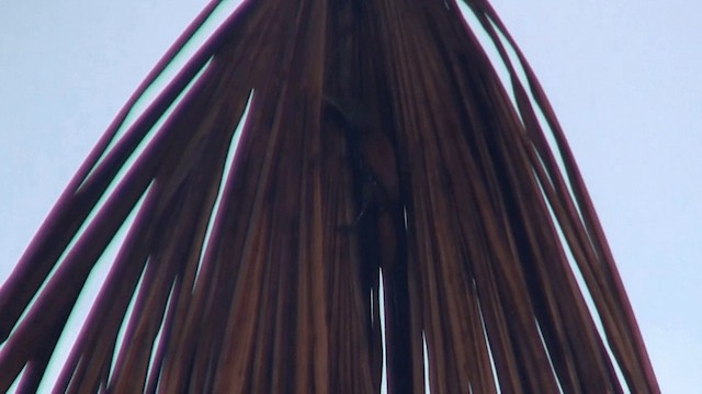 Berlepschia des palmiers - ML200898451