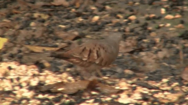 Ruddy Ground Dove - ML200898481