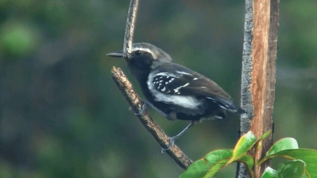Grisin de Cayenne - ML200898501