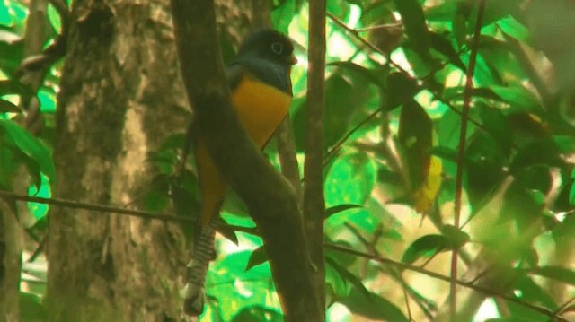 gulbrilletrogon - ML200898511