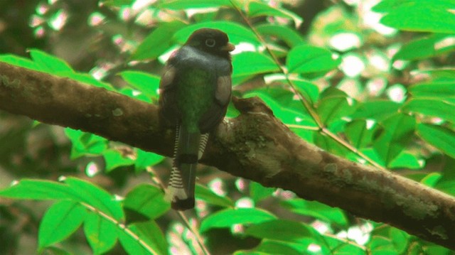 Trogon violacé - ML200898521