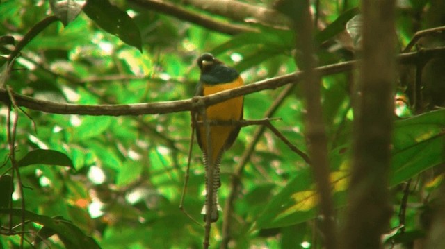 Trogon violacé - ML200898531