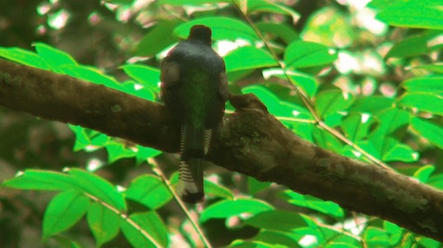 Trogon violacé - ML200898541