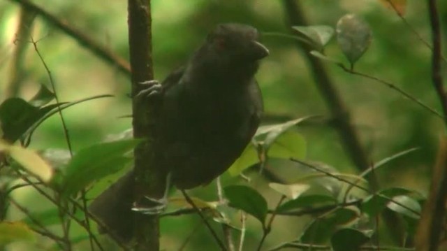 Black-throated Antshrike - ML200898601