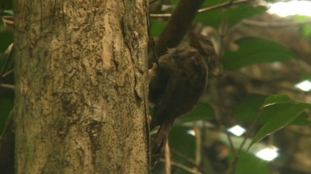 Buff-throated Woodcreeper (Buff-throated) - ML200898611