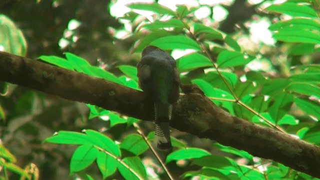 trogon guyanský - ML200898631