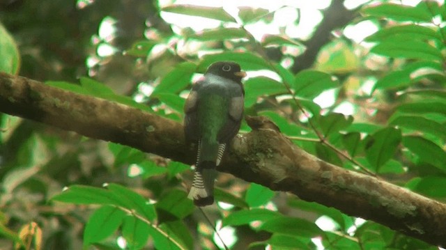 trogon guyanský - ML200898641