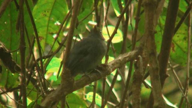 Cinereous Antshrike - ML200898671