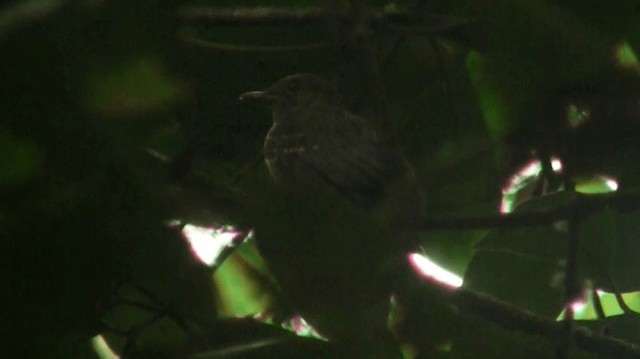 Cinereous Mourner - ML200898691