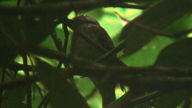 Cinereous Mourner - ML200898711