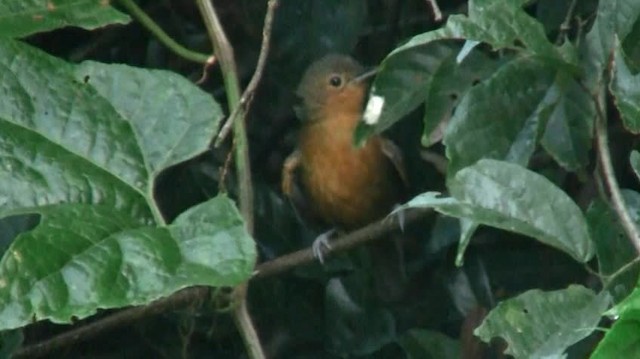 Dusky Antbird (saturatior/vicina) - ML200898781