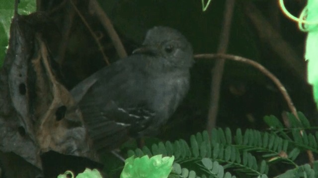 Dusky Antbird (saturatior/vicina) - ML200898791