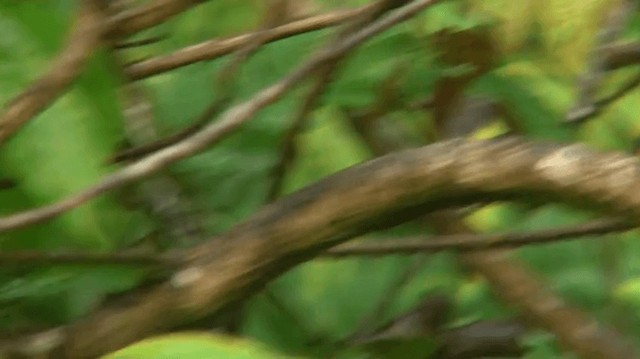 Dusky Antbird (saturatior/vicina) - ML200898801