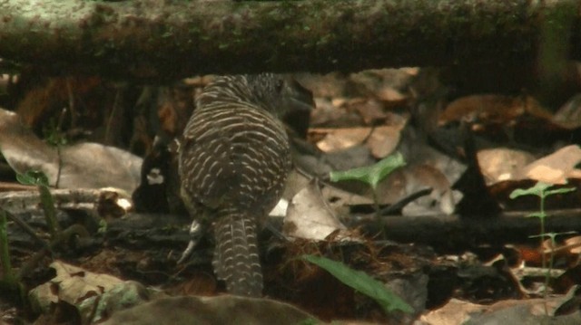 Fasciated Antshrike - ML200898811