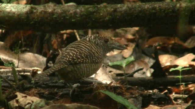 Fasciated Antshrike - ML200898821