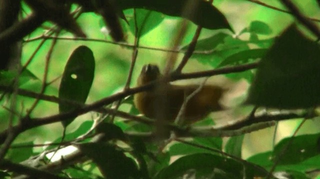 Fulvous Shrike-Tanager - ML200898861