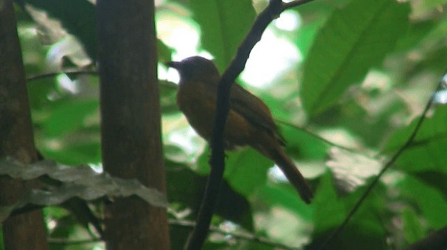 Fulvous Shrike-Tanager - ML200898871