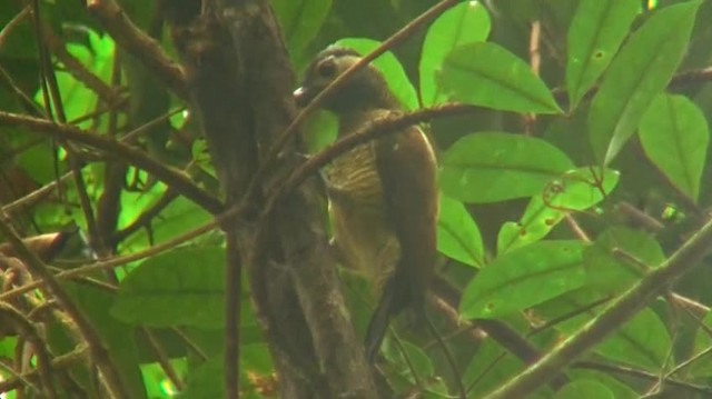 Golden-olive Woodpecker (Golden-olive) - ML200898901