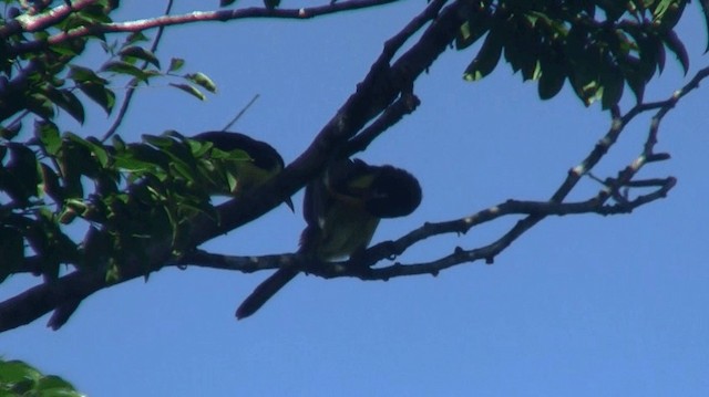 Green Aracari - ML200898921