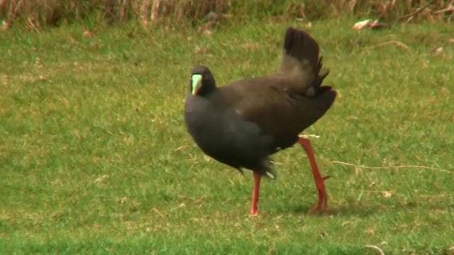 Black-tailed Nativehen - ML200899061