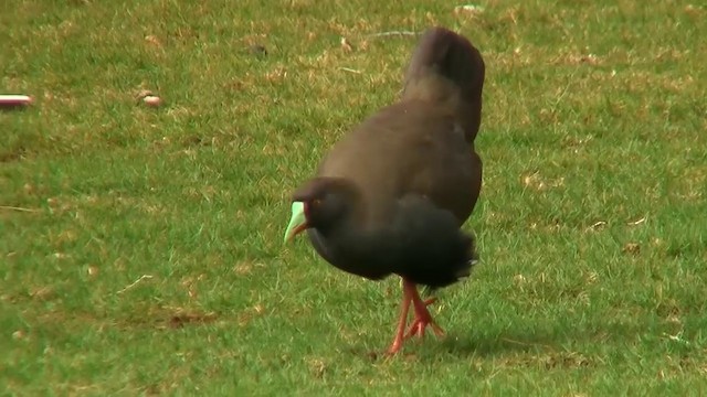 Black-tailed Nativehen - ML200899071