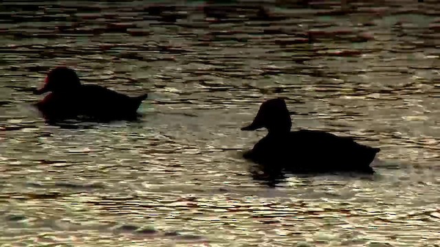 Freckled Duck - ML200899241