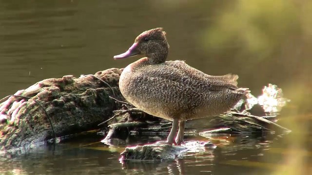 Freckled Duck - ML200899251