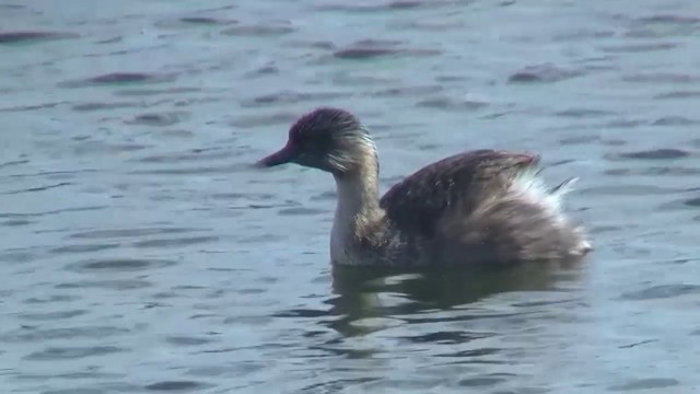 Hoary-headed Grebe - ML200899281