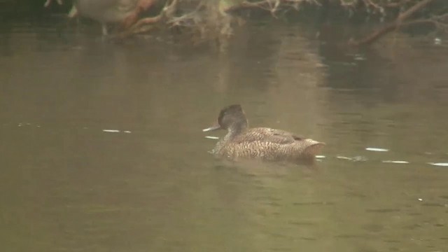 Freckled Duck - ML200899331