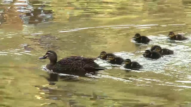 Pacific Black Duck - ML200899351